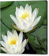 The Water Lilies Collection - 12 Canvas Print