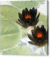 The Water Lilies Collection - Photopower 1039 Canvas Print