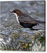 The White-throated Dipper Canvas Print