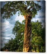 The Wisdom Tree Canvas Print