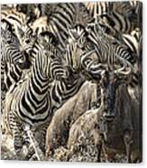 The Zebra Rush Canvas Print