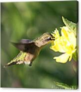 Thirsty Little Hummingbird Canvas Print