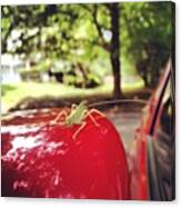 This Little #grasshopper Took A #ride Canvas Print