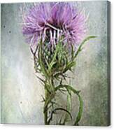 Spurred With Many Thorns ... Canvas Print
