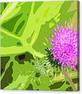 Thistle Canvas Print