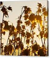 Thistles In The Sunset Canvas Print
