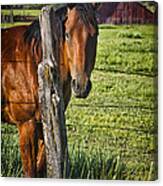 Thompson Park Ranch Horse Canvas Print