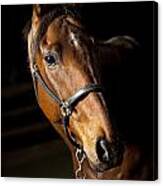 Thoroughbred Race Horse Canvas Print