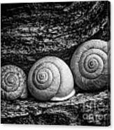 Three Blind Snails Canvas Print