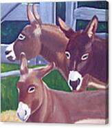 Three Donkeys Canvas Print