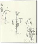 Three Herbs Canvas Print