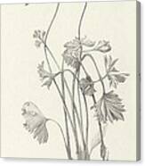 Three Herbs - Parsley Canvas Print