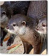 Three Otters Canvas Print