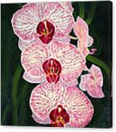 Three Pink Orchids Canvas Print