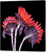 Three Red Sunflowers I Canvas Print