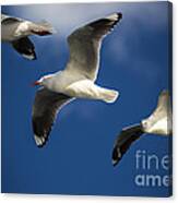 Three Silver Gulls In Flight Canvas Print