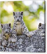 Three Snow Leopards Cubs Posing Well Canvas Print