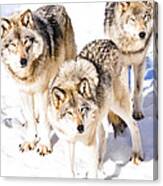 Three Timber Wolves Canvas Print