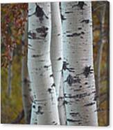 Three Trees Canvas Print