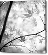 Through The Leaves Canvas Print