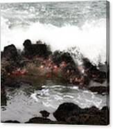 Tide Pool Canvas Print