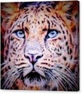 #tiger #blueeyes #eyes #twenty20 Canvas Print