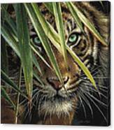Colin Bogle Blue Eyes Keilrahmen-Bild Leinwand Tiger Augen Raubkatzen
