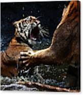 Tiger Fight Canvas Print