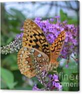Tiger Moth Speyeria Aphrodite Feeding On Butterfly Bush Canvas Print