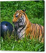 Tiger Playing With Ball Canvas Print