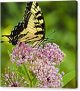 Tiger Swallow Tail Canvas Print
