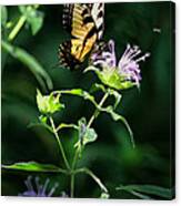 Tiger Swallowtail On Horse Mint Canvas Print