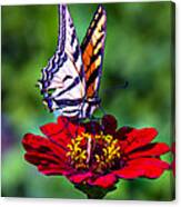 Tiger Tail On Red Flower Canvas Print
