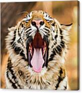 Tiger Yawn Canvas Print