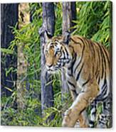 Tiger International Day Canvas Print