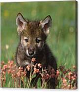 Timber Wolf Pup North America Canvas Print