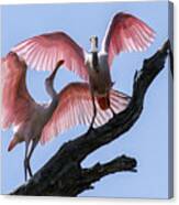 Time To Fly Canvas Print