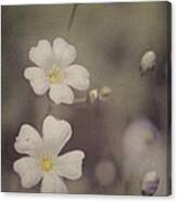 Tiny White Flowers Canvas Print