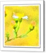 Tiny Wildflowers-digital Paint Ii - White Frame Canvas Print