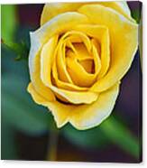 Tiny Yellow Teacup Rose Canvas Print