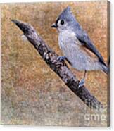 Titmouse Portrait Canvas Print