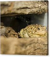 Toad In The Hole Canvas Print