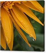 Tohokujhae Sunflower With Rain Drops Canvas Print