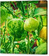 Tomatillos Canvas Print