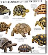 Tortoises Of The World Canvas Print