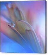 Touch Me Softly... Canvas Print