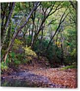 Touch Of Fall Canvas Print