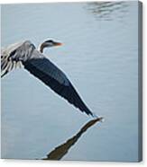 Touch The Water With A Wing Canvas Print