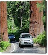 Tourism In Sequoia National Park Canvas Print