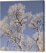 Towering Cottonwoods Canvas Print